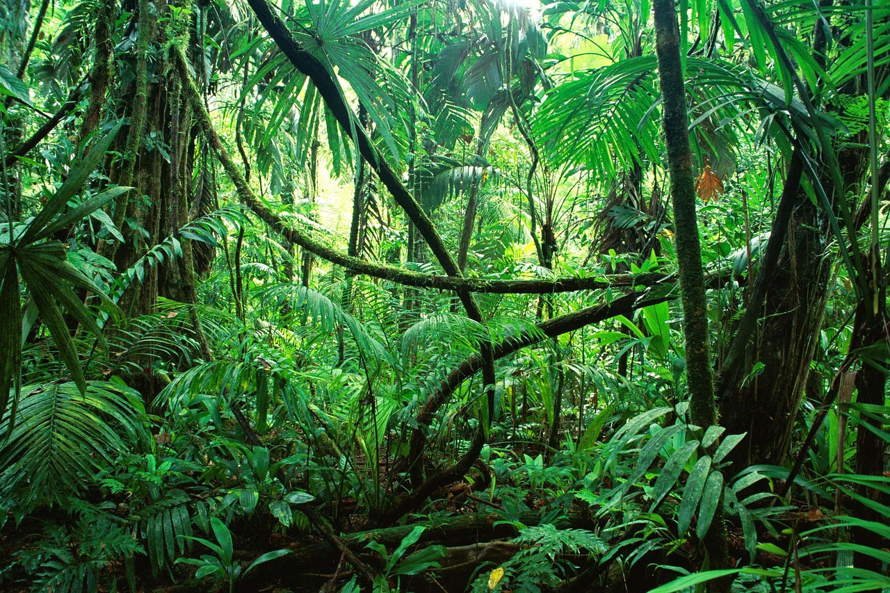 dzsungel pixabay