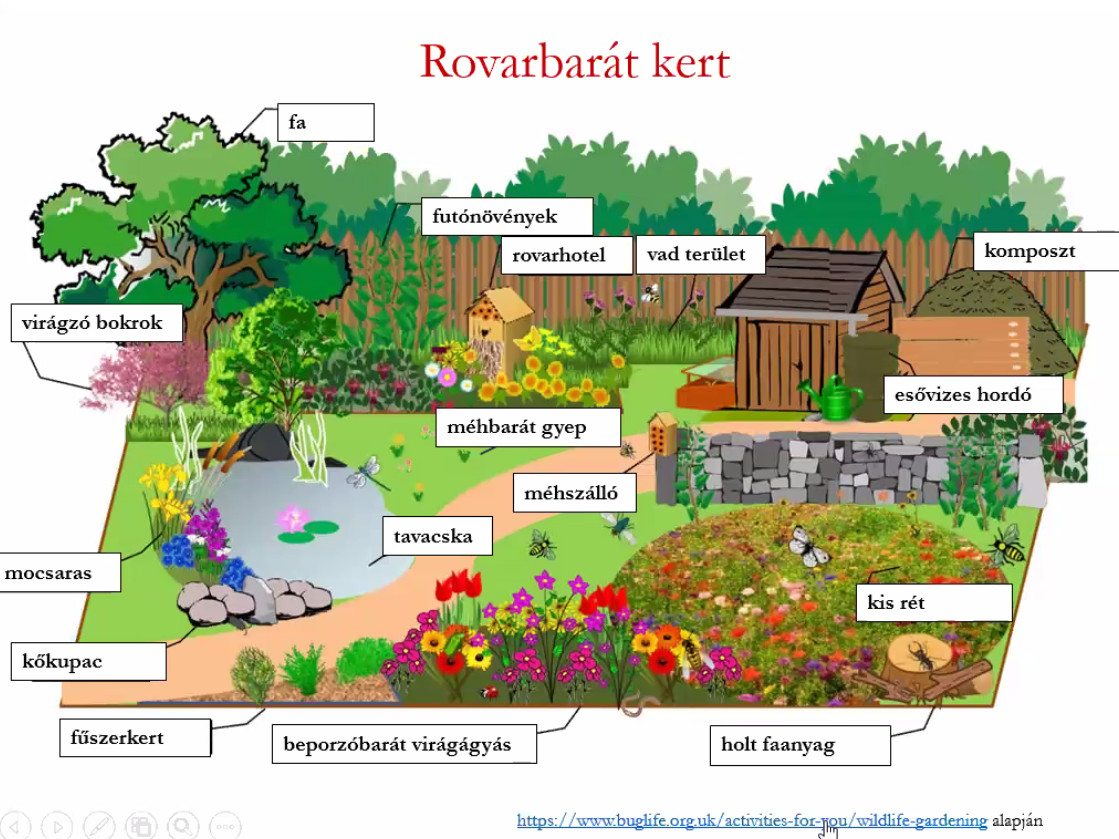 rovarbarát kert